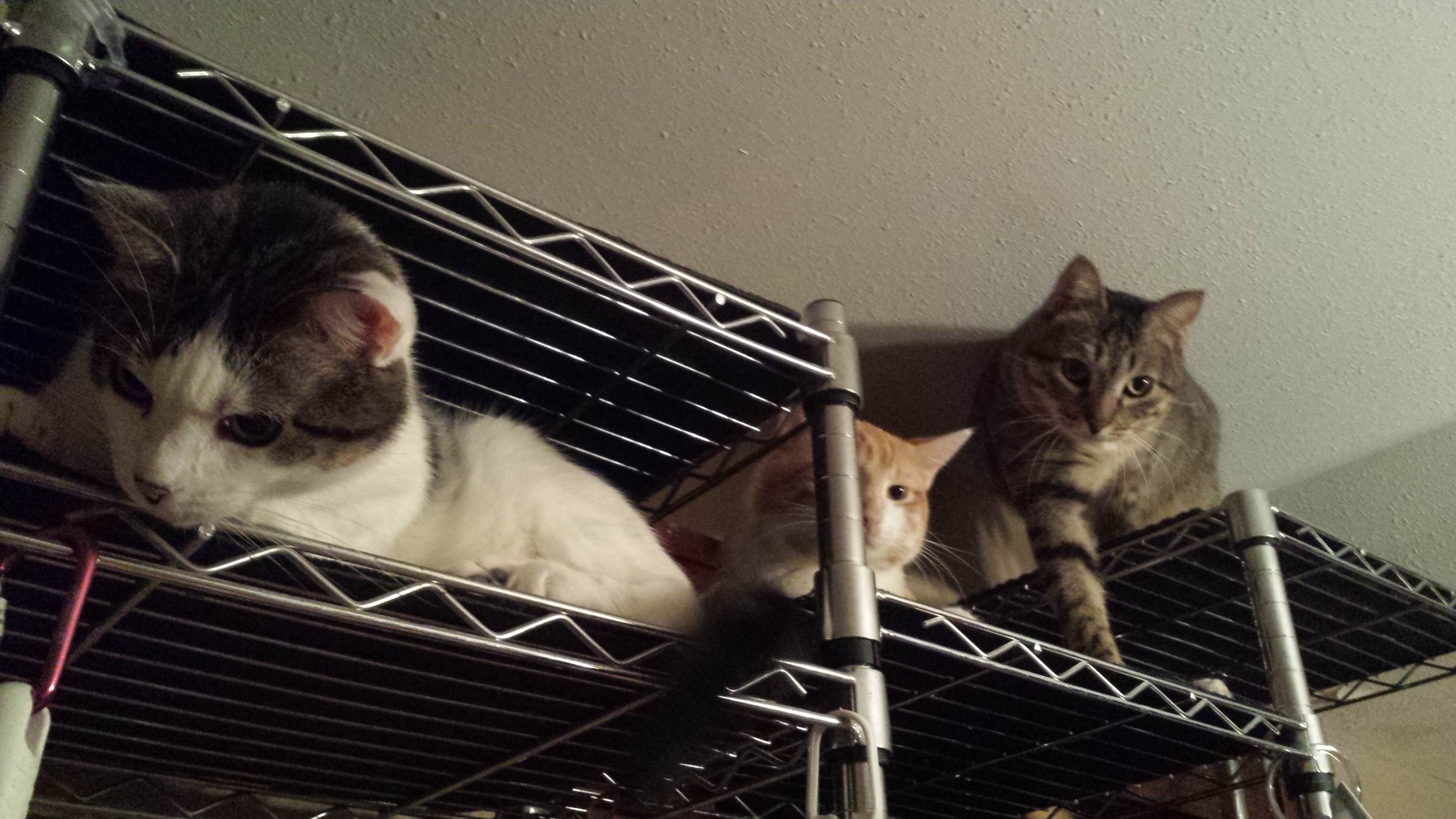 Deben Racks Cat Wire Rack Shelves are Better Than Cat Trees – life with cats and dogs